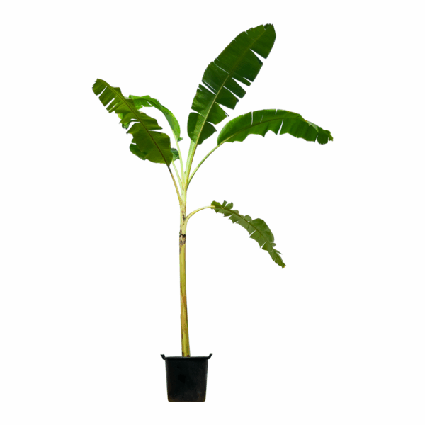 banana palm for sale