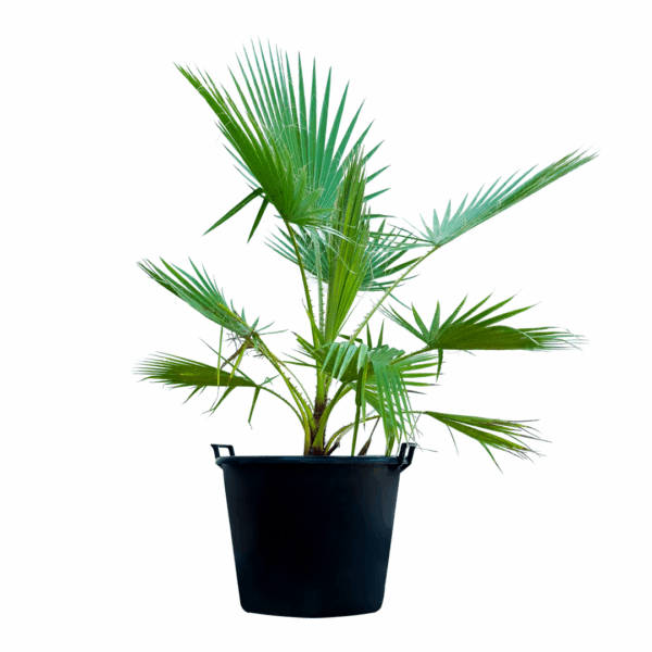 CHAMEROPS HUMILIS