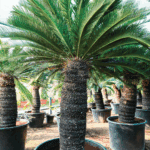 palm tree for sales