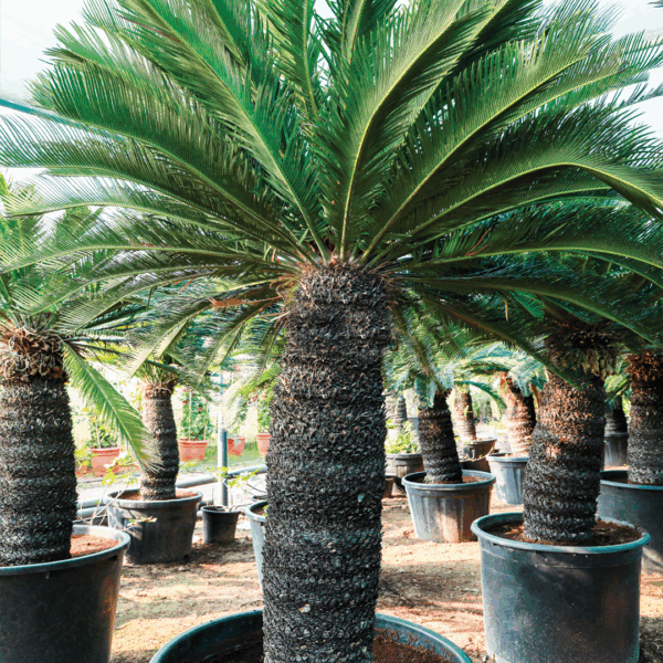 Coconut palm