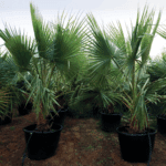 WASHINGTONIA