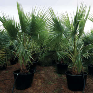 WASHINGTONIA