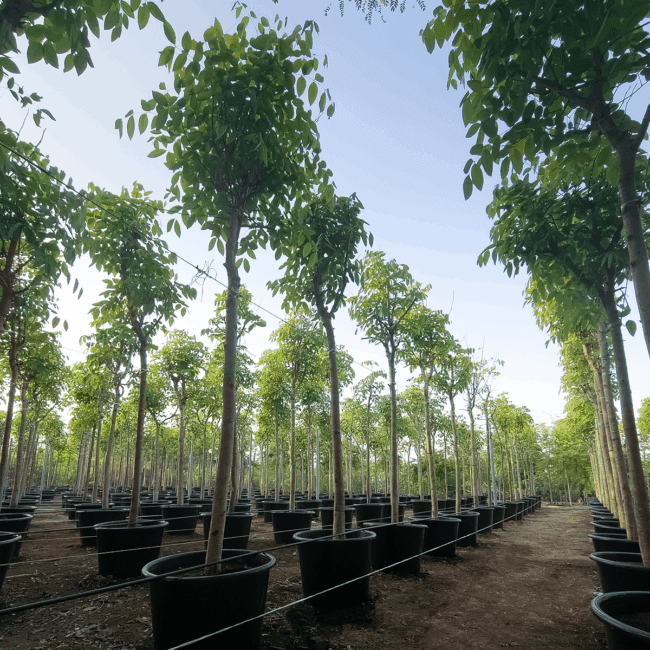 The Importance of Afforestation in Improving the Environment