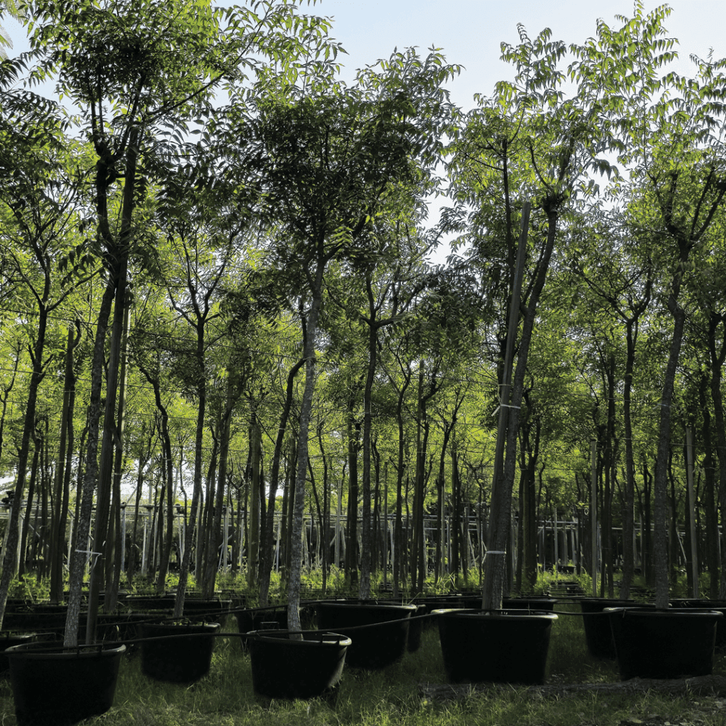 مشتل قريب مني